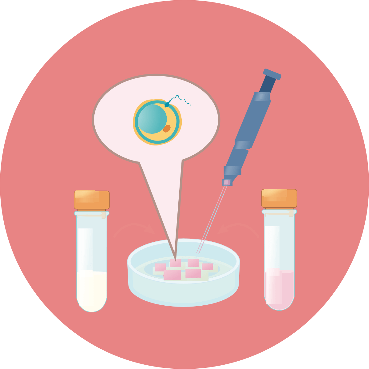 IVF process Fertilisation